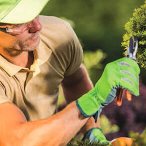 Man pruning a tree branch