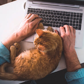 Close up of someone typing on a laptop with a cat sitting in between their hands as they type